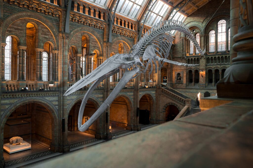 Museo de Historia Natural, Londres uno de los mejore museos en Europa 